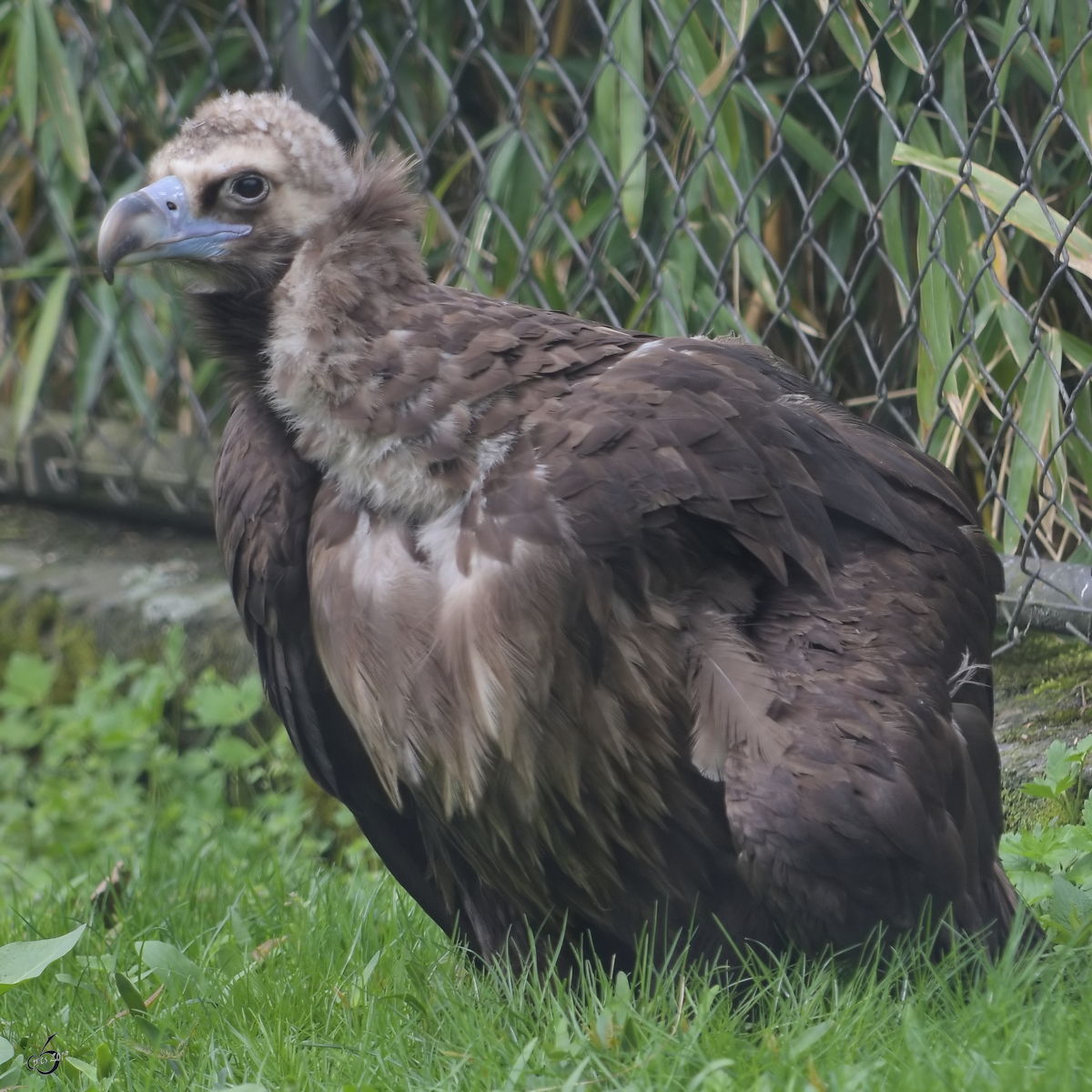 EIn Mnchsgeier (?) Anfang April 2017 im Zoo Dresden.