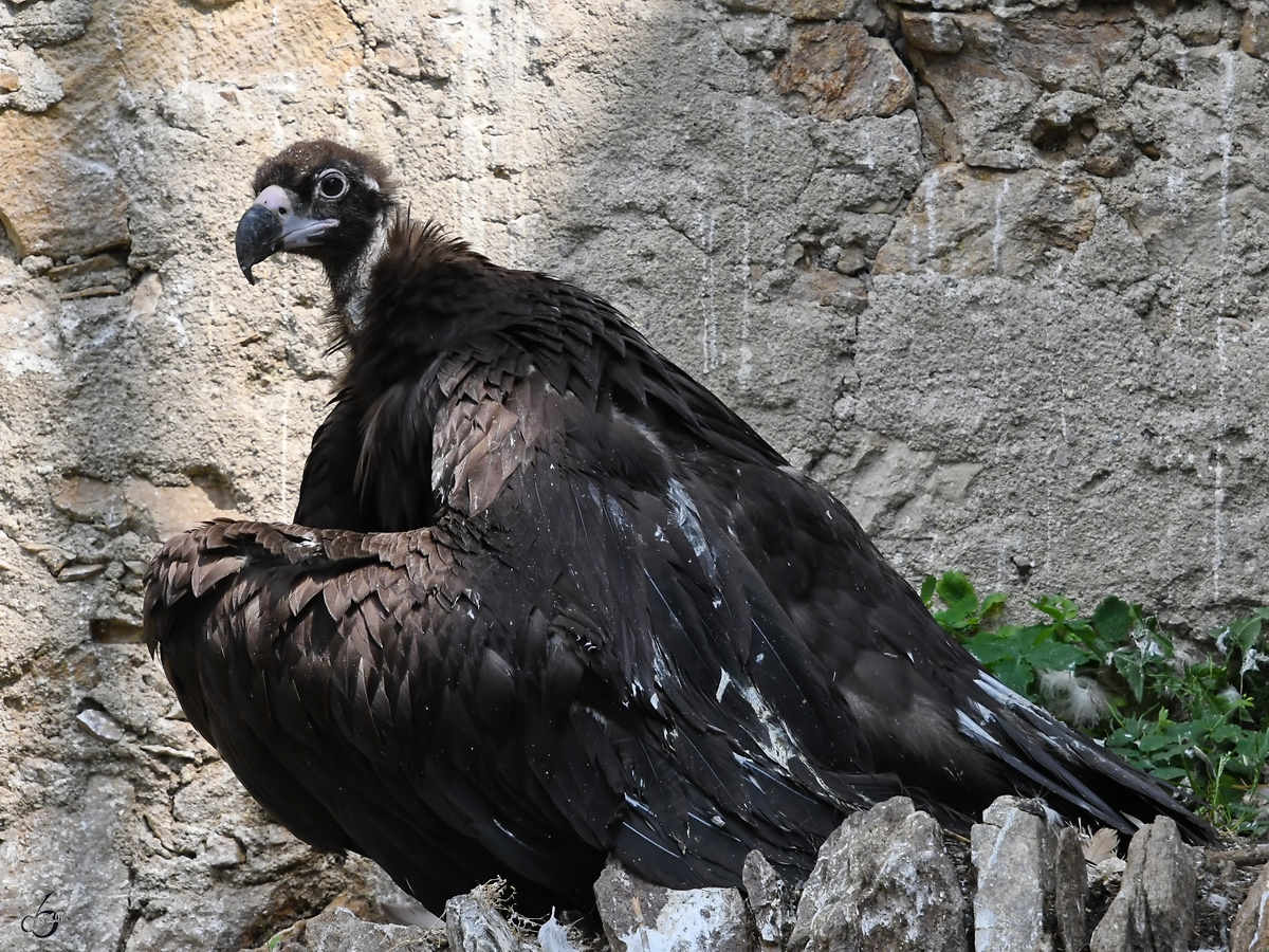 Ein Mnchsgeier in der Adlerarena auf der Burgruine Landskron. (Villach, August 2019)