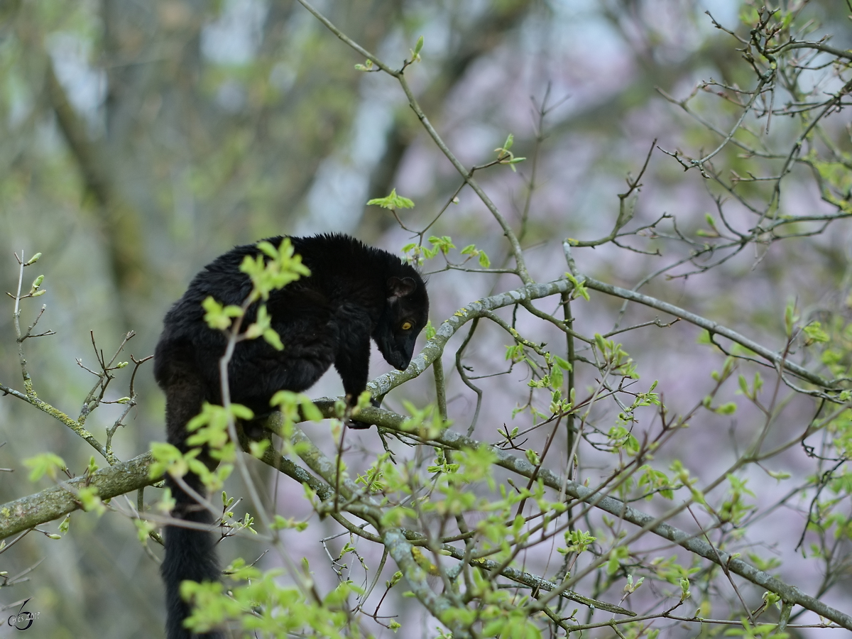 Ein Mohrenmaki war Anfang April 2017 im Zoo Dresden zu sehen.