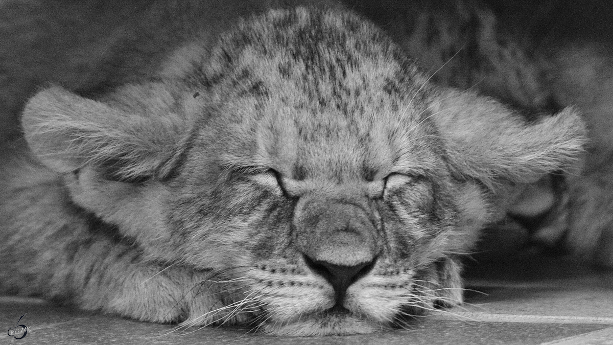 Ein mder Berberlwe im Zoo Dortmund. (Mrz 2009)