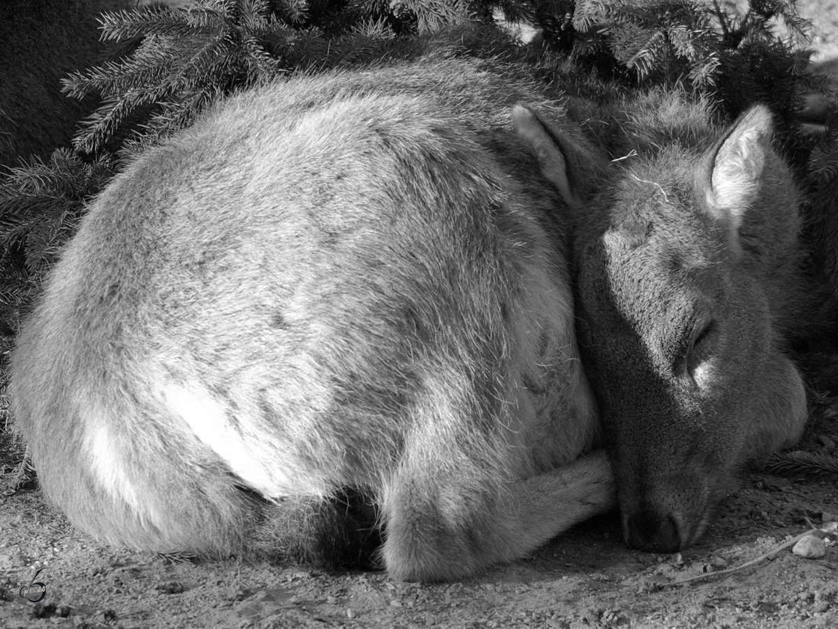 Ein mder Davidshirsch im Zoo Wuppertal. (Januar 2009)