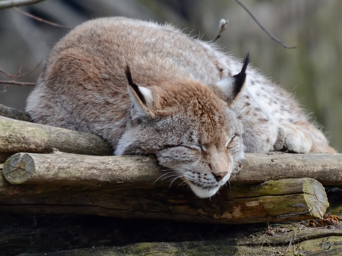 Ein mder Europischer Luchs im Zoom Gelsenkirchen. (Februar 2011)