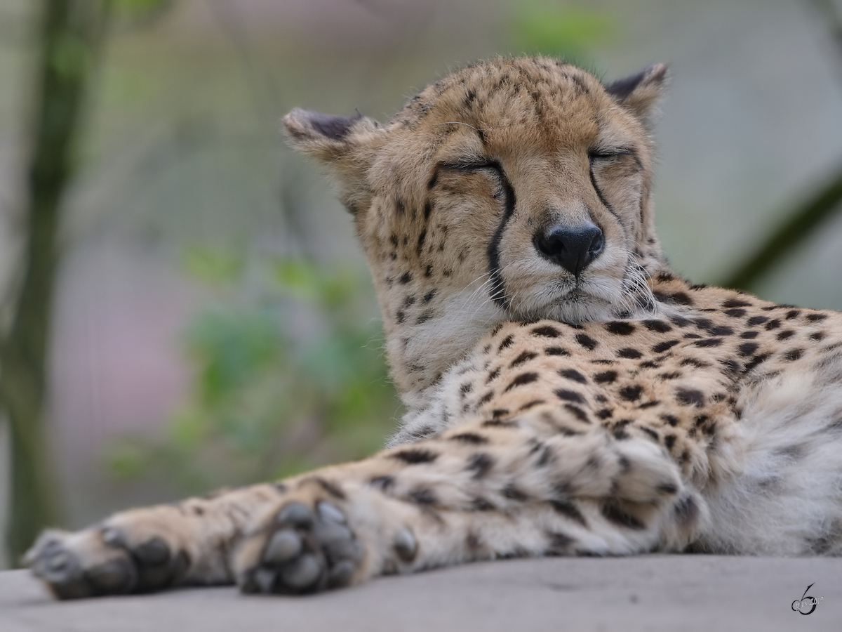 Ein mder Gepard dst vor sich hin. (Dresden, April 2017)