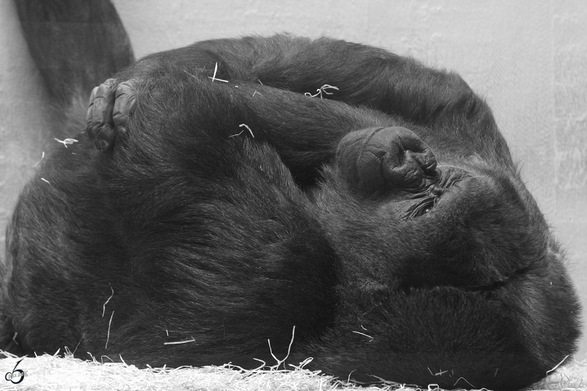 Ein mder Gorilla im Zoo Wuppertal. (Januar 2009)