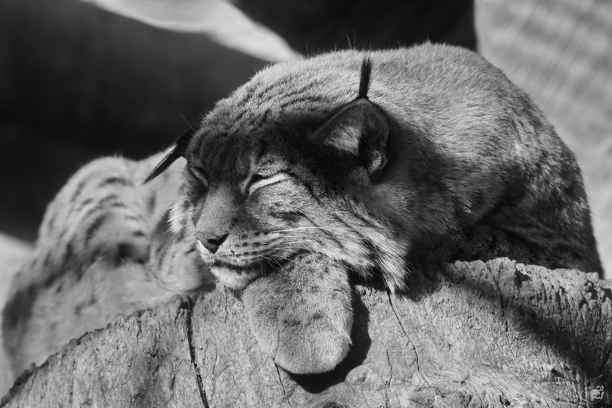 Ein mder iberischer Luchs whrend der Siesta, so gesehen Mitte Dezember 2010 im Zoo Madrid.