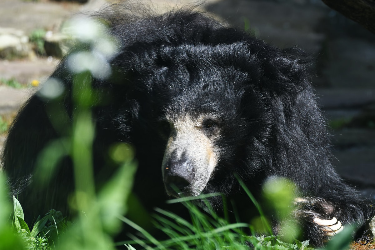 Ein mder Kragenbr Ende April 2018 im Zoo Berlin.