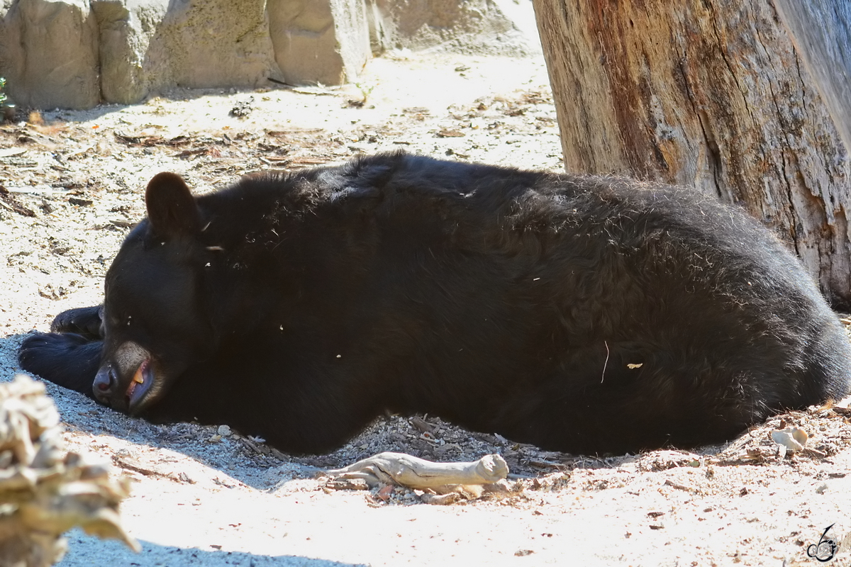 Ein mder Kragenbr whrend der Siesta. (Zoo Madrid, Dezember 2010)