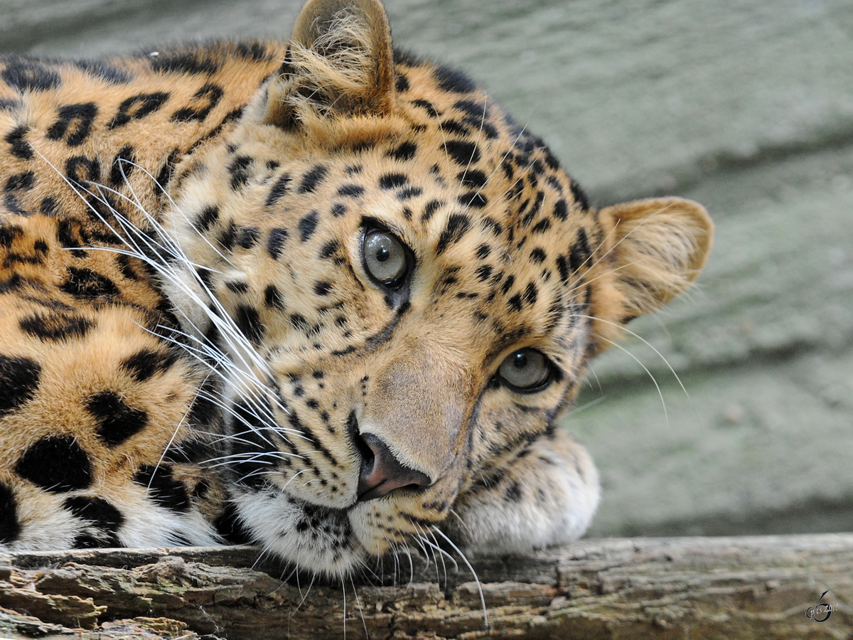 Ein mder Leopard im Zoo Dortmund. (Juni 2010)