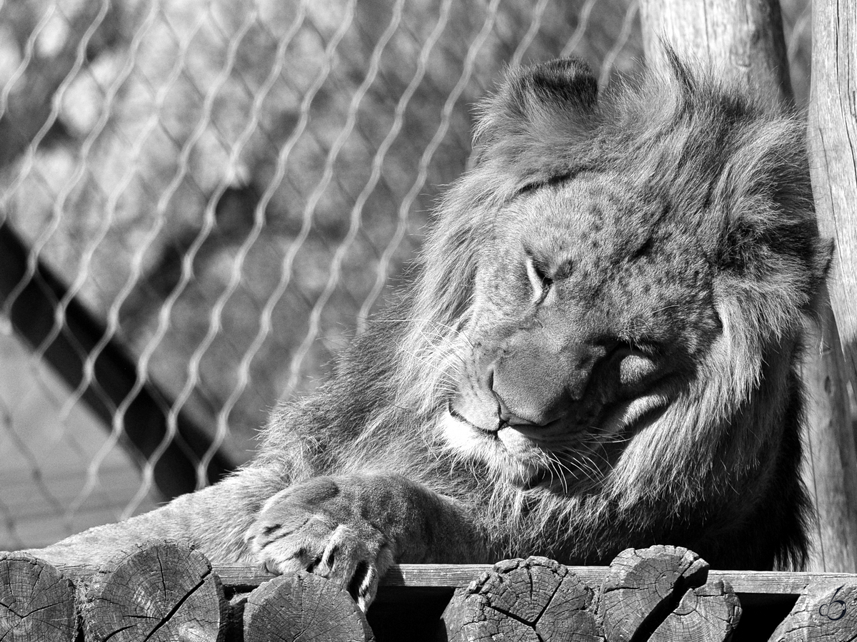 Ein mder Lwe im Tiergarten Schnbrunn. (Wien, November 2010)