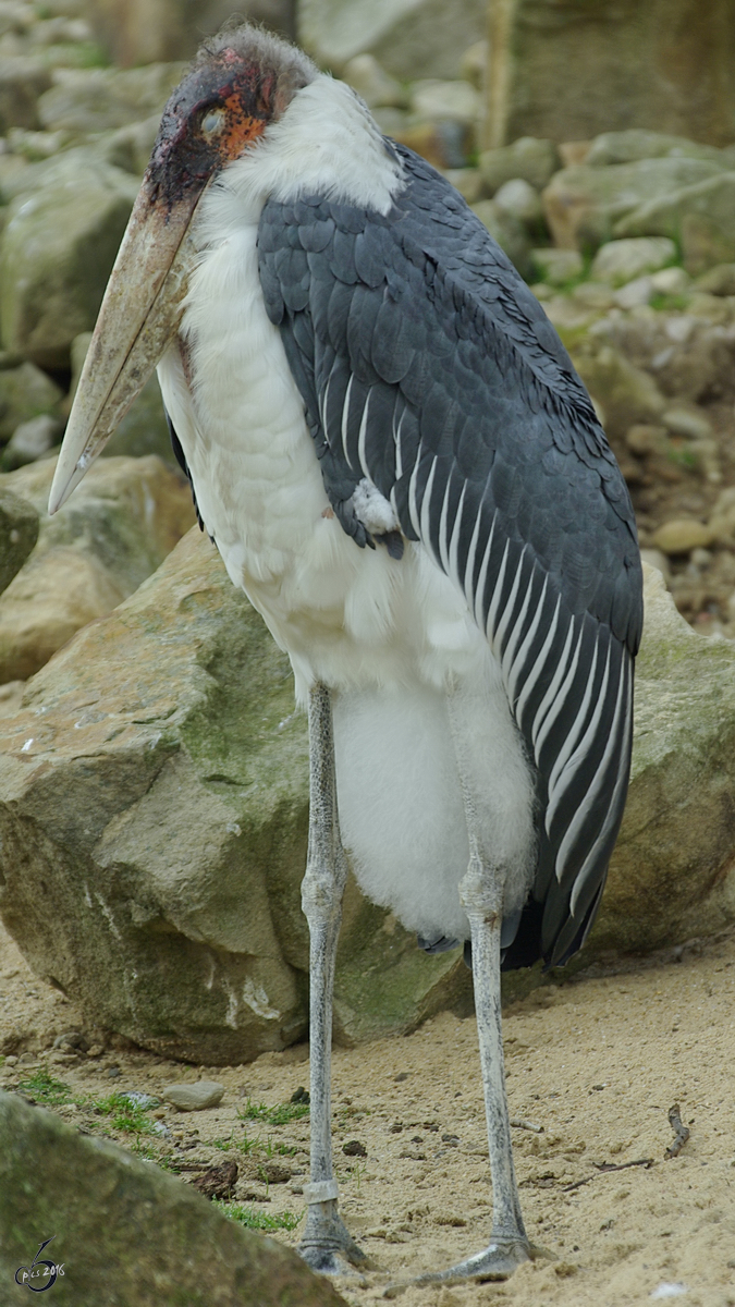 Ein mder Marabu im Zoom Gelsenkirchen. (September 2008)