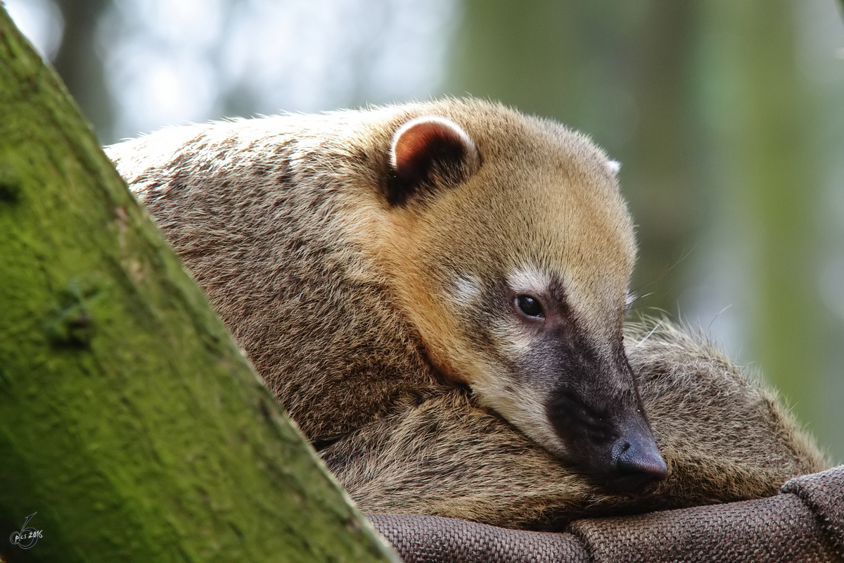 Ein mder Nasenbr im Zoo Dortmund. (Mrz 2009)