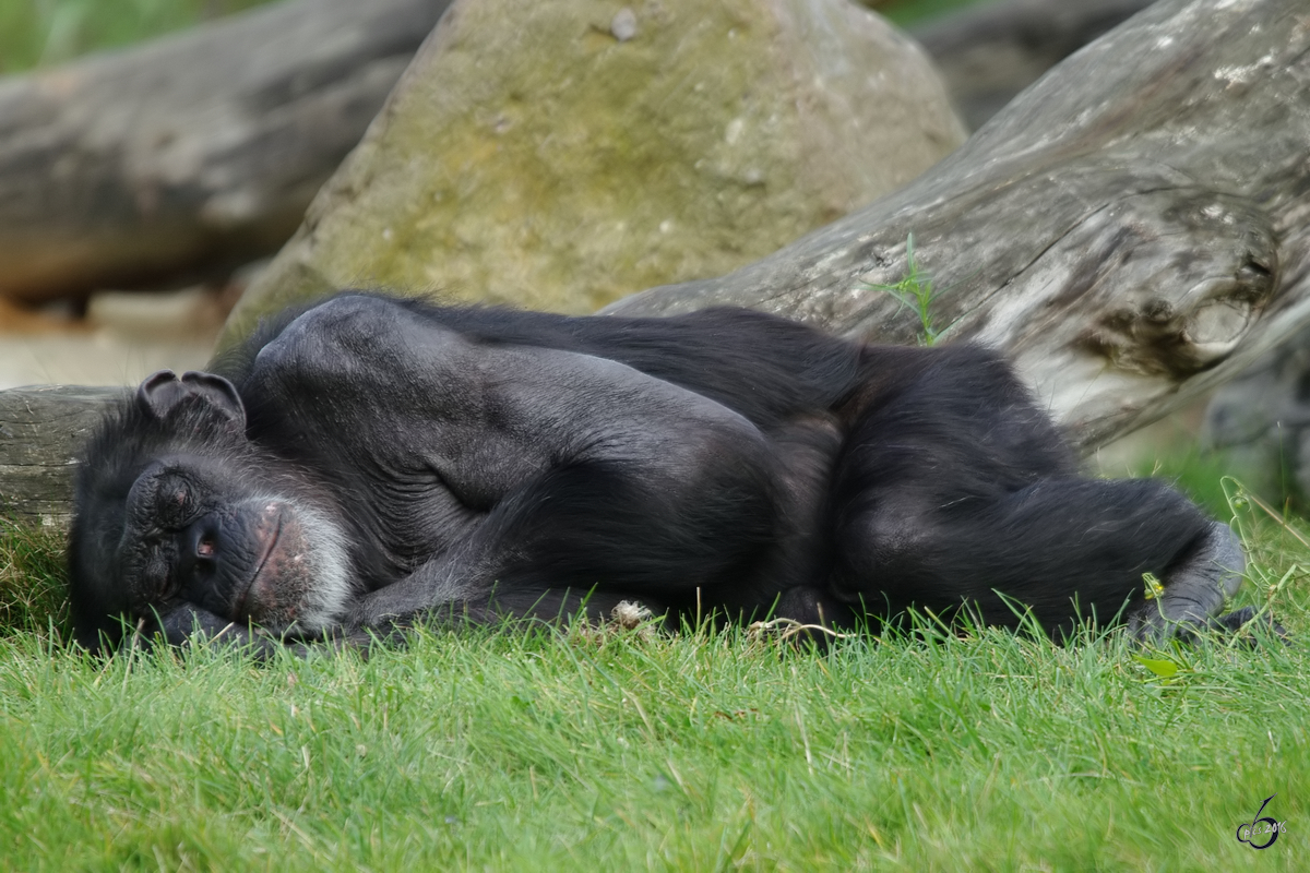 Ein mder Schimpanse im Zoom Gelsenkirchen. (September 2009)