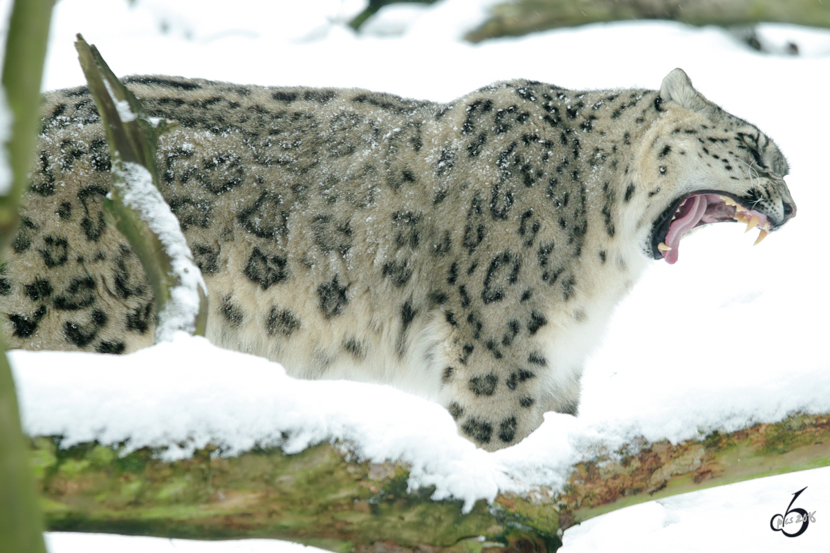 Ein mder Schneeleopard