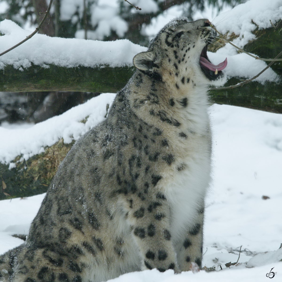 Ein mder Schneeleopard im Zoo Rostock. (Januar 2010)