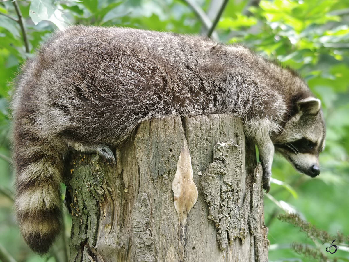 Ein mder Waschbr hat sich ein ruhiges Pltzchen gesucht. (Zoom Gelsenkirchen, September 2009)