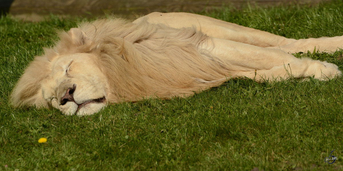 Ein mder weier Transvaal-Lwen im Zoo Safaripark Stukenbrock. (Oktober 2014)