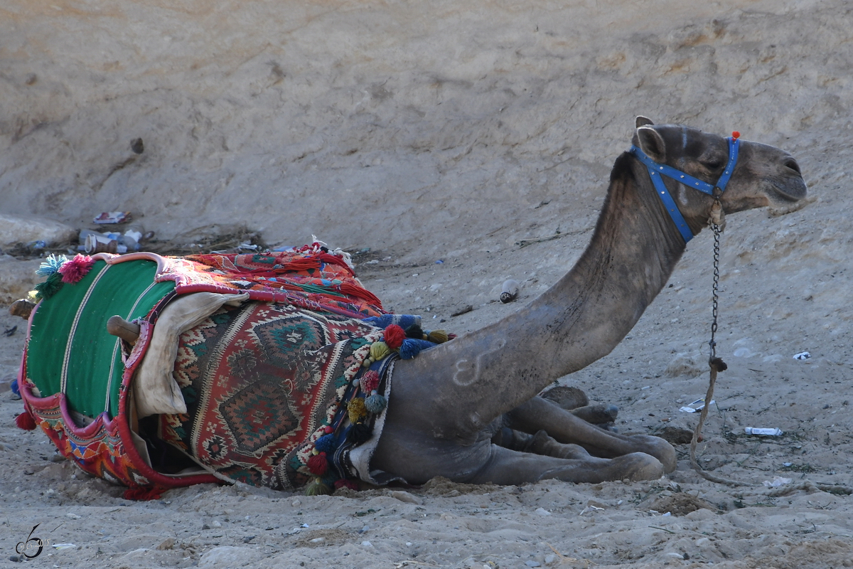 Ein mdes Kamel in der gyptischen Hauptstadt Kairo. (Dezember 2018)