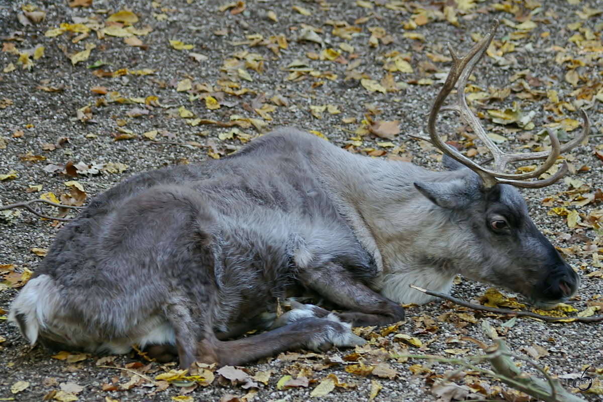 Ein müdes Rentier im Zoo Wuppertal. (Oktober 2005)