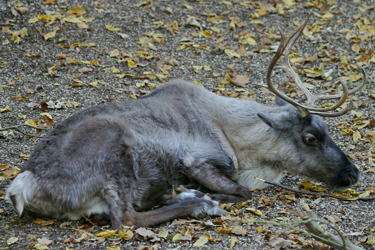 Ein mdes Rentier im Zoo Wuppertal. (Oktober 2005)