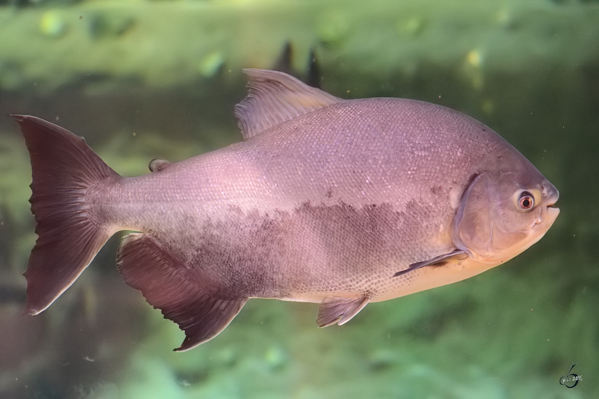 Ein Mhlsteinsalmler im Zoo Duisburg. (Juli 2013)