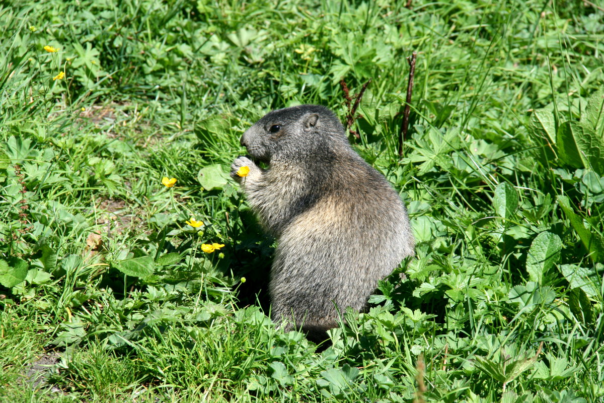 Ein Murmeli beim fressen in den Walliser Alpen; 21.08.2016