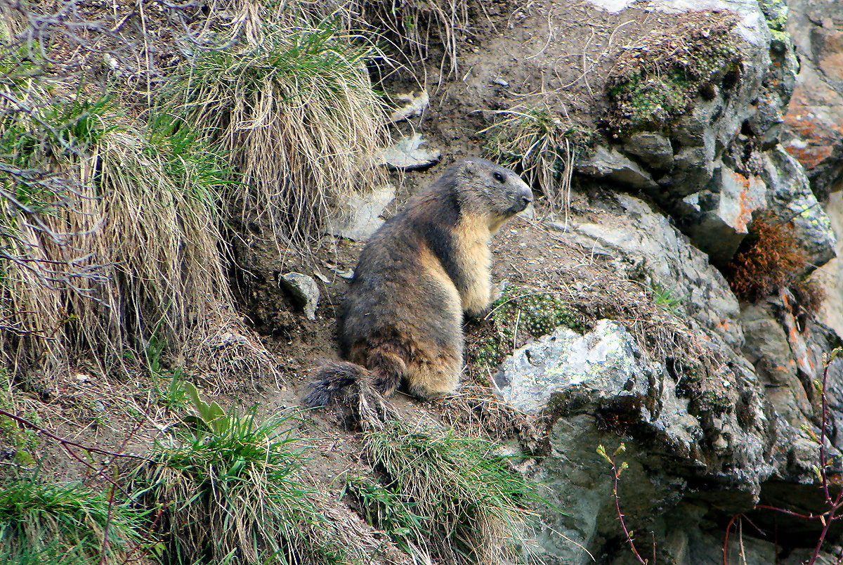 Ein Murmeli vor seiner Feslsenwohnung im Val de Hrens; 05.05.2018