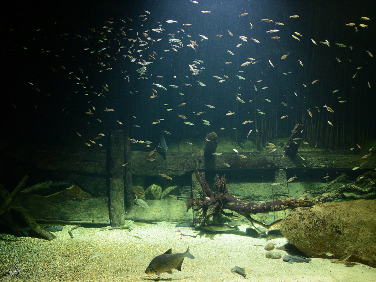 Ein Nachbildung des Stralsunder Hafenbeckens. (Ozeaneum Stralsund, Dezember 2014)