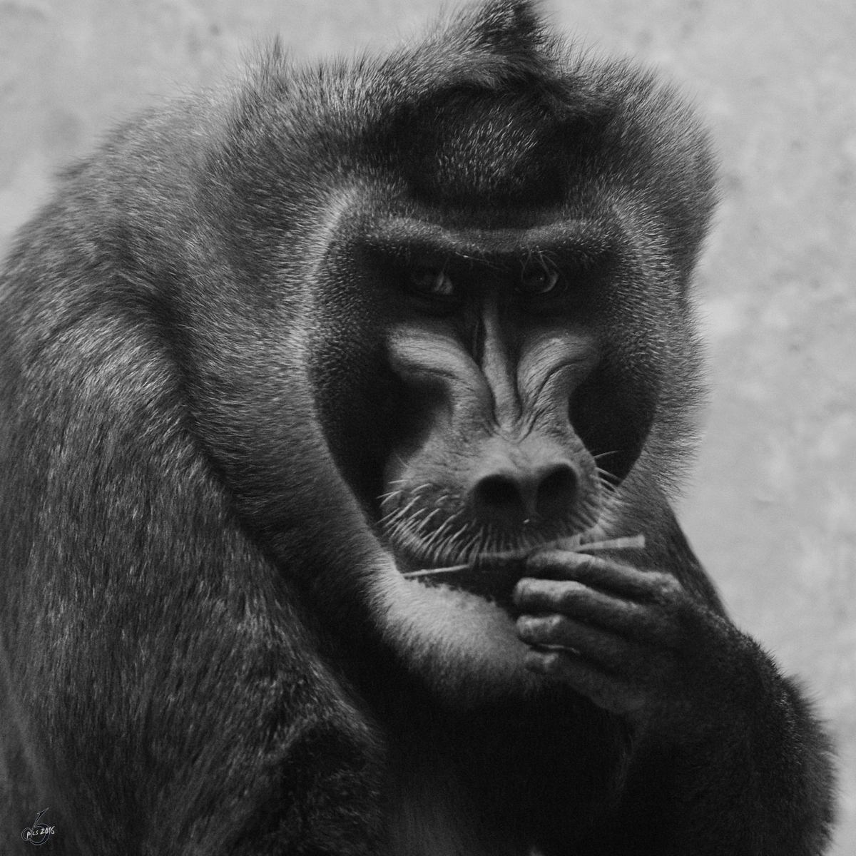 Ein nachdenklicher Drill im Zoo Wuppertal. (Januar 2009)