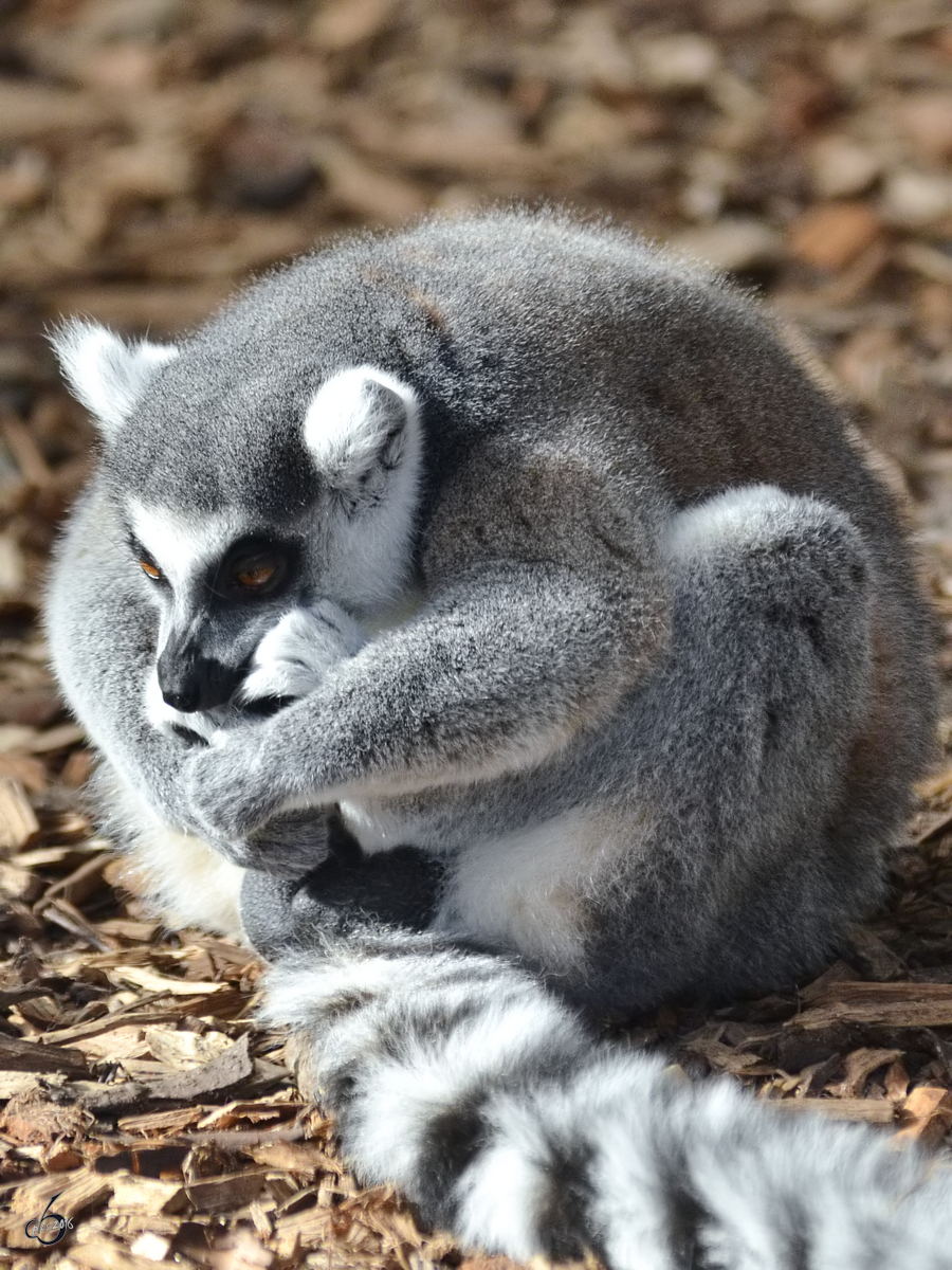 Ein nachdenklicher Katta im Zoo Duisburg. (Oktober 2011)