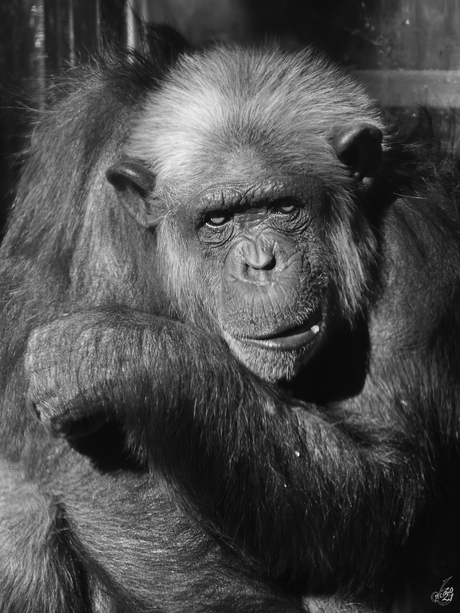 Ein nachdenklicher Schimpanse. (Zoo Madrid, Dezember 2010)