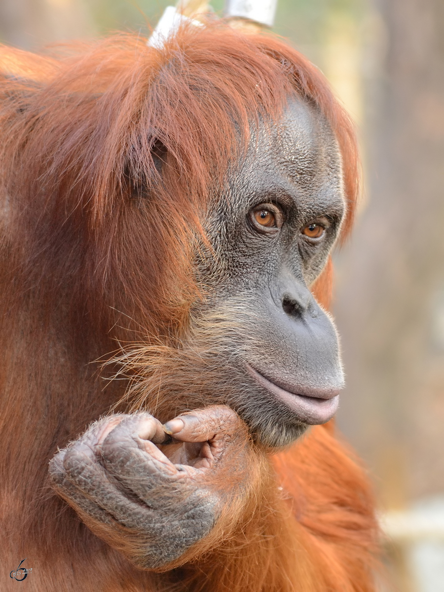 Ein nachdenklicher Sumatra-Orang-Utan Ende Februar 2011 im Zoom Gelsenkirchen.