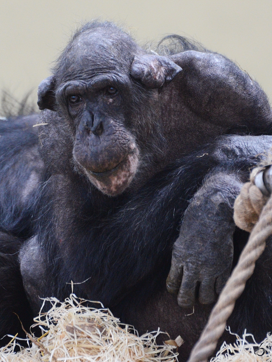 Ein nachdenklicher Westafrikanischer Schimpanse im Burgers' Zoo Arnheim. (Mrz 2013)