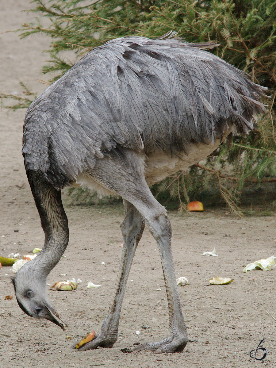 Ein Nandu am Mittagstisch