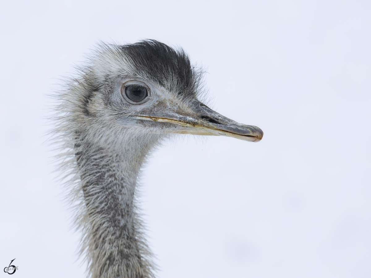 Ein Nandu im Dortmunder Zoo.