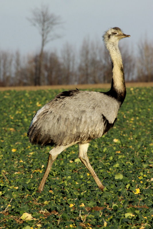 Ein Nandu-Hahn auf einem Rapsfeld bei Utecht; 30.12.2013