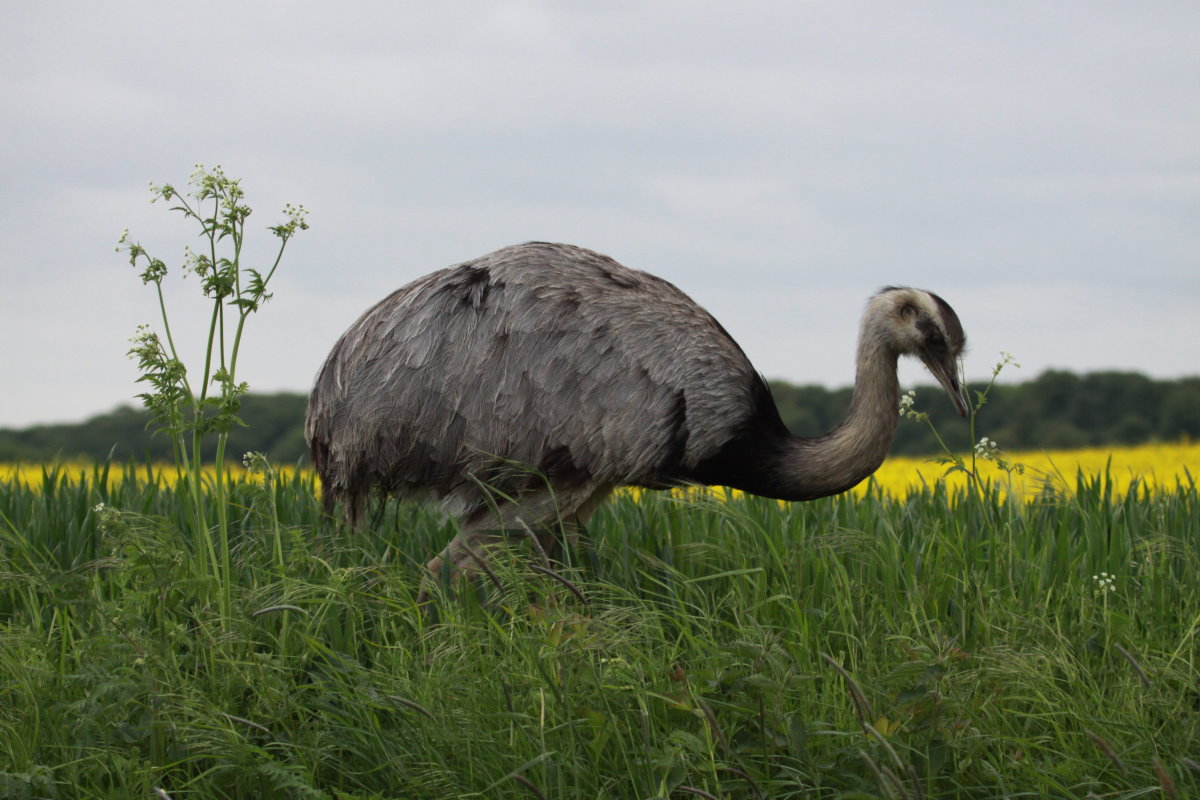 Ein Nandu-Hahn bei Thandorf (NWM), 11.05.2014