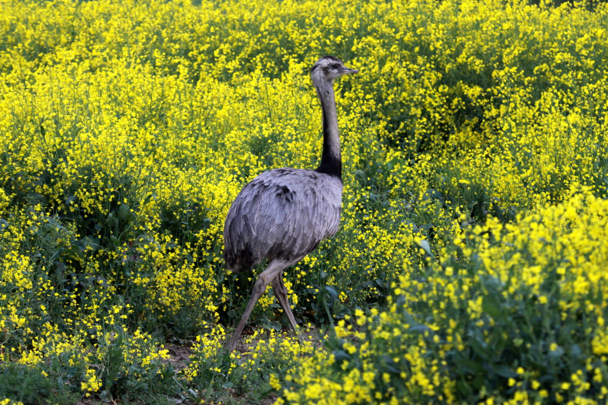 Ein Nandu-Hahn in einem Rapsfeld bei Thandorf (NWM), 11.05.2014