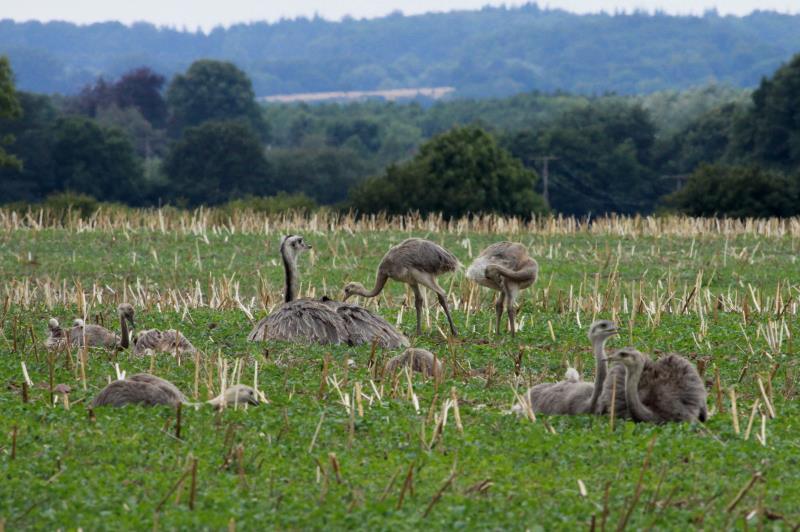 Ein Nandu-Hahn mit seinen 10 Kken auf einem Feld bei Schattin; 27.08.2013