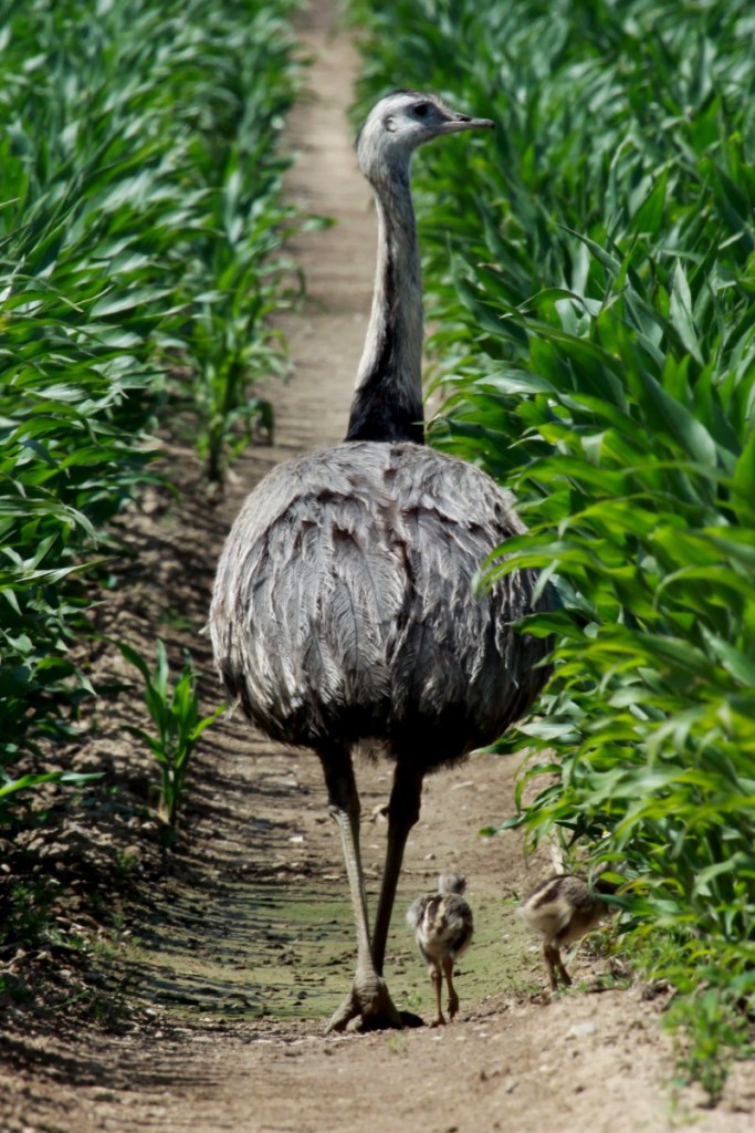 Ein Nandu-Hahn mit zwei Kken bei Thandorf. Es sind die ersten Kken 2014, die ich fotografierte; 06.07.2014