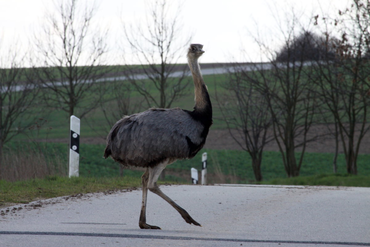 Ein Nandu-Hahn stolziert ber die Kreisstrae zwischen Rieps und Thandorf; 25.03.2014