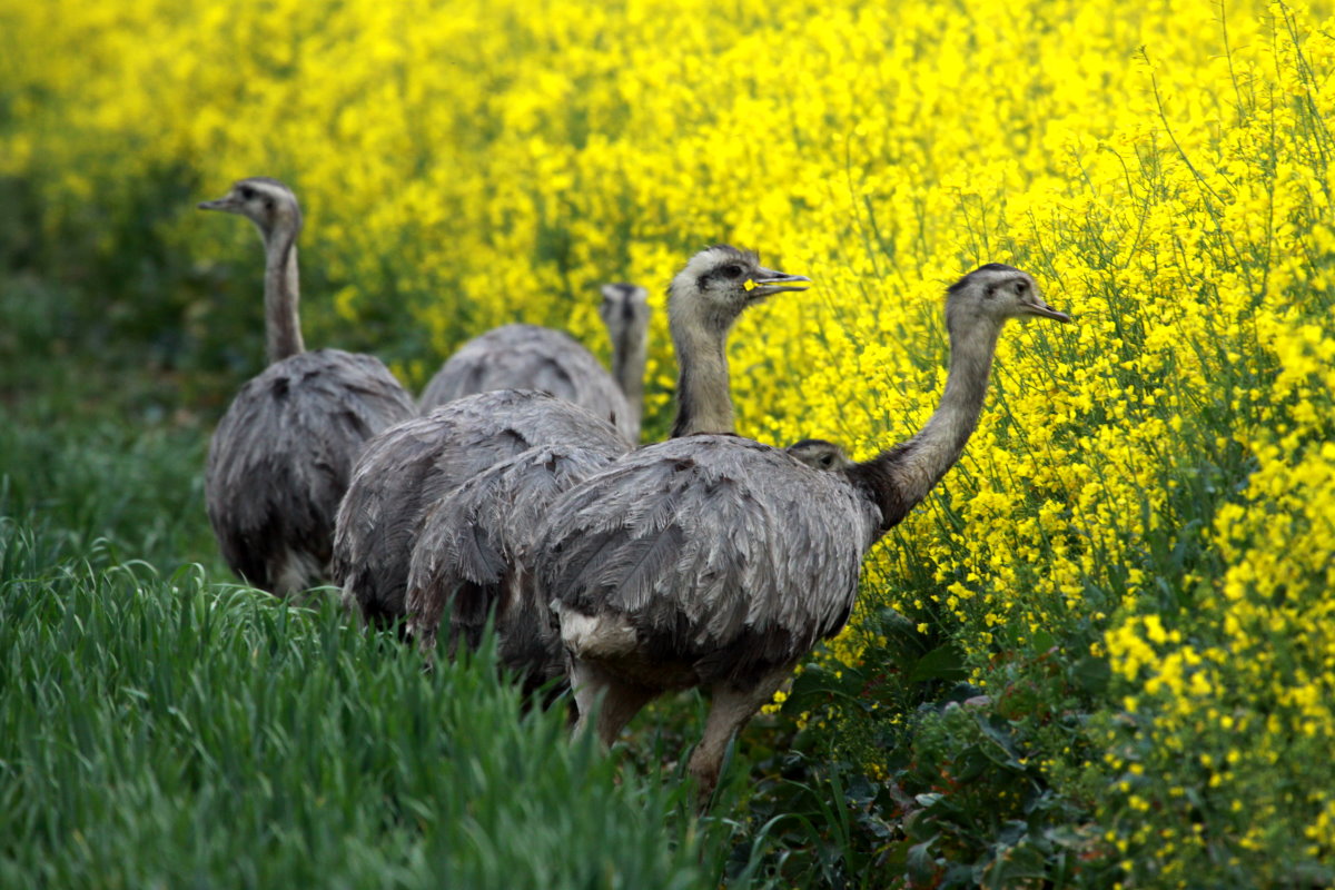 Ein Nandu-Hahn und vier Hennen futtern friedlich Raps. Thandorf, 11.05.2014