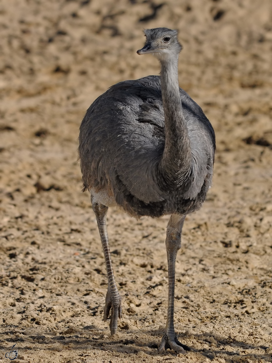 Ein Nandu war Mitte Dezember 2010 im Zoo Madrid unterwegs.