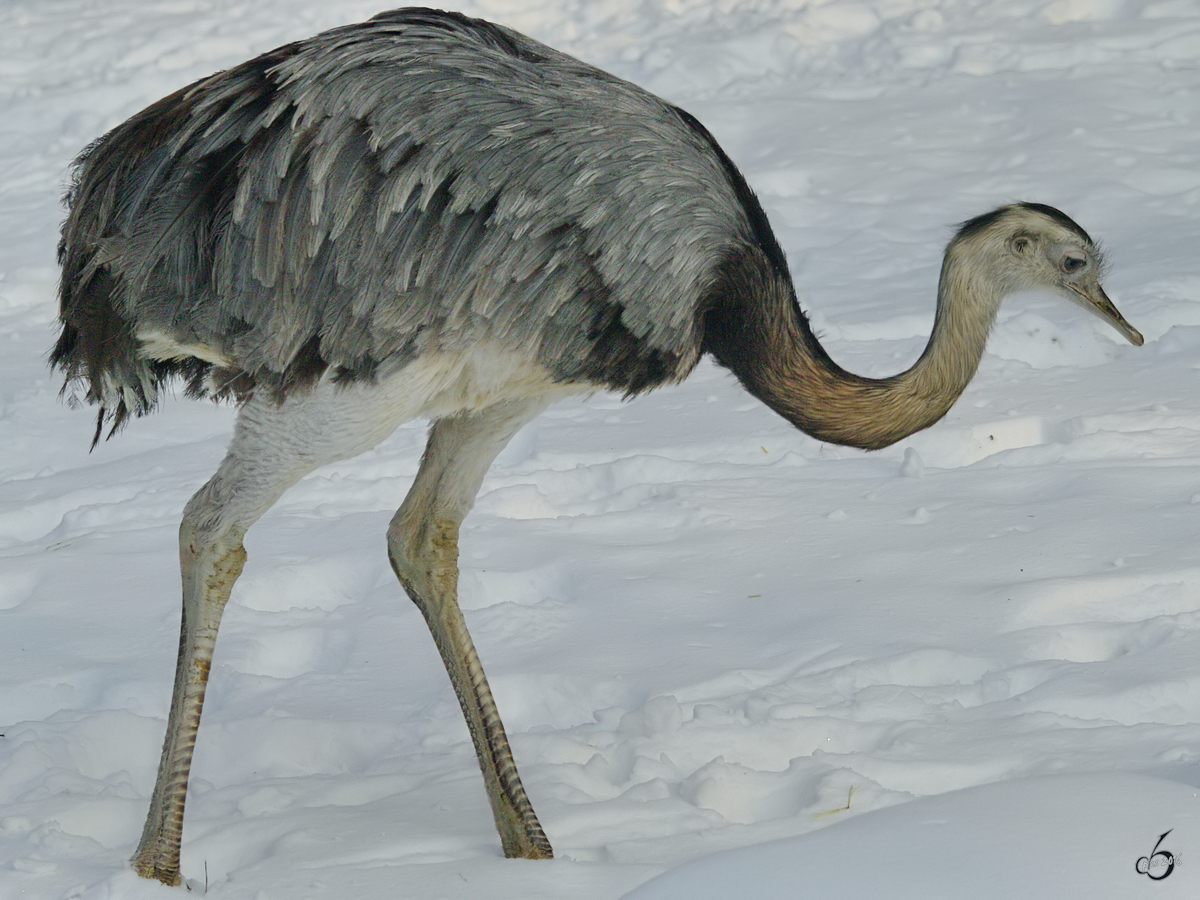 Ein Nandu im Zoo Dortmund. (Januar 2010) 