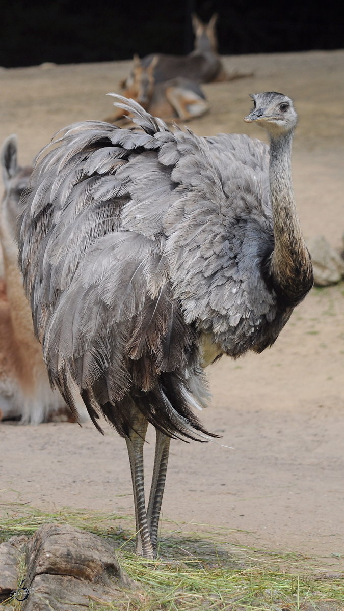 Ein Nandu im Zoo Dortmund. (Juni 2010)