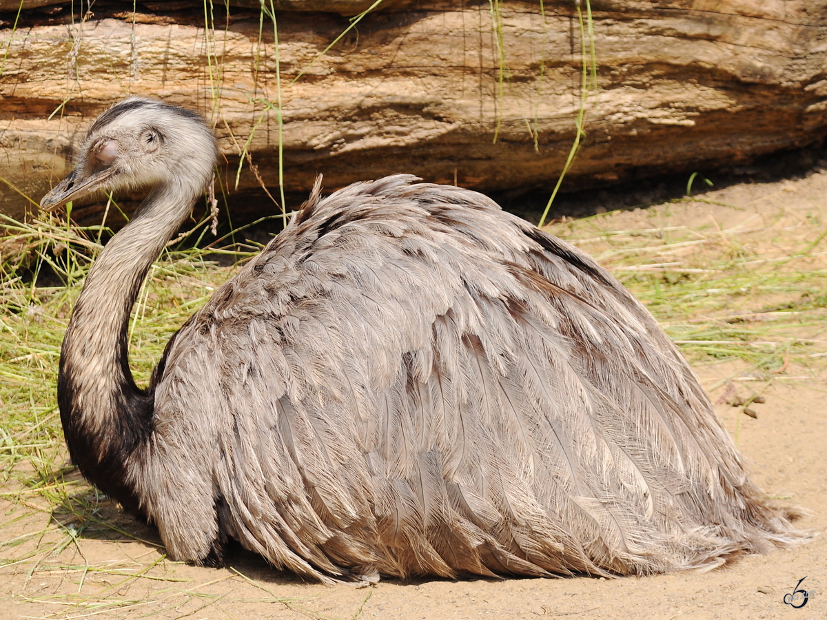 Ein Nandu im Zoo Dortmund. (Juni 2010)