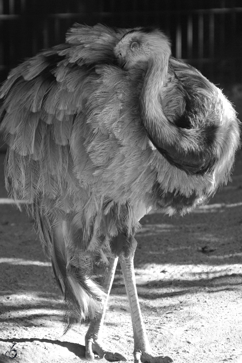 Ein Nandu im Zoo Dortmund. (September 2008)