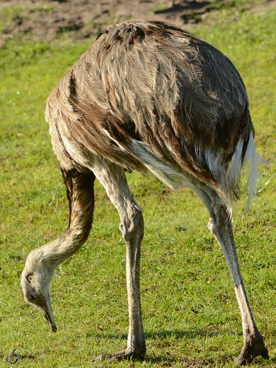 Ein Nandu im Zoo Safaripark Stukenbrock. (Oktober 2014)