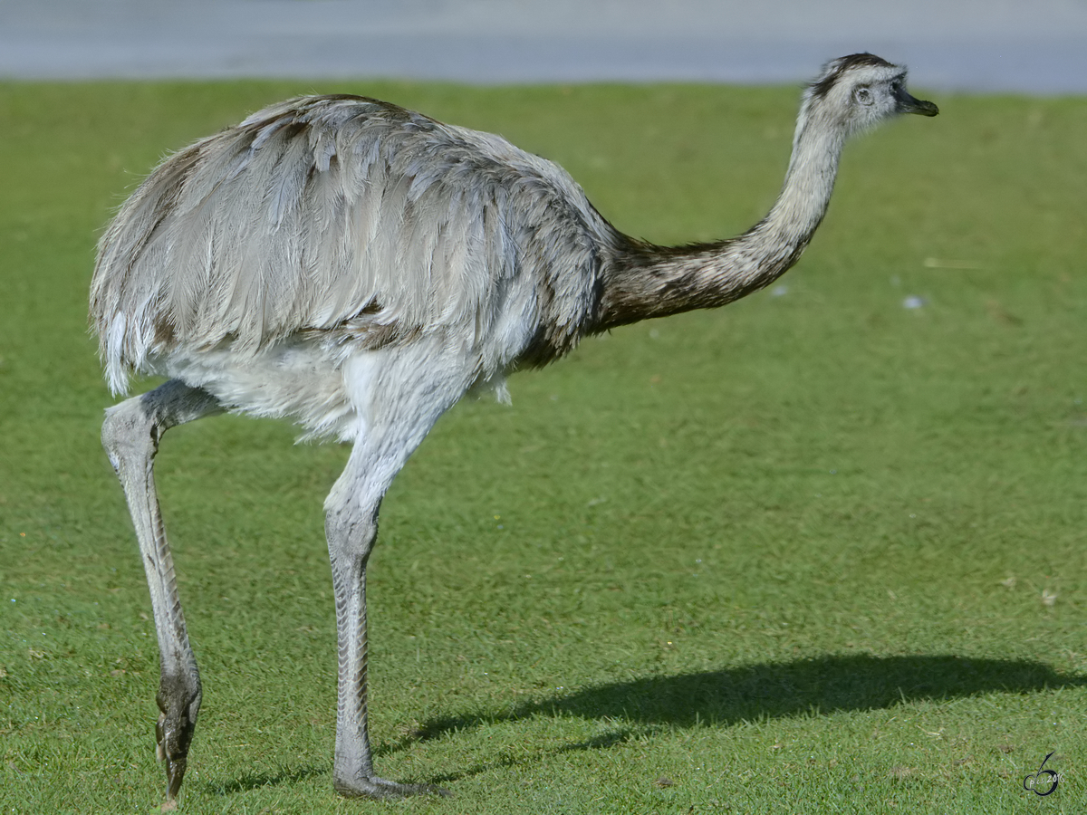 Ein Nandu im Zoo Safaripark Stukenbrock. (Oktober 2014)