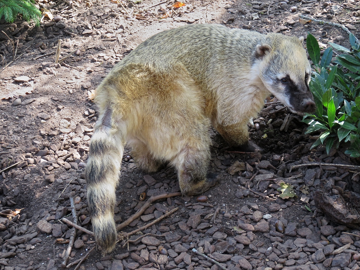 Ein Nasenbr im Zoo d'Amneville, 26.9.2017