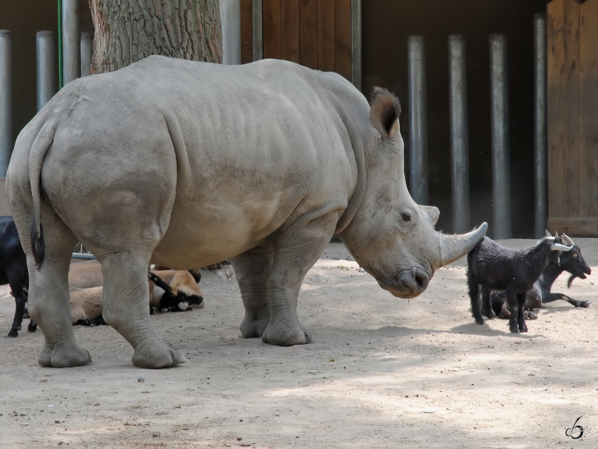 Ein Nashorn und eine Westafrikanische Zwergziege Anfang Juli 2010 im Zoo Schwerin.